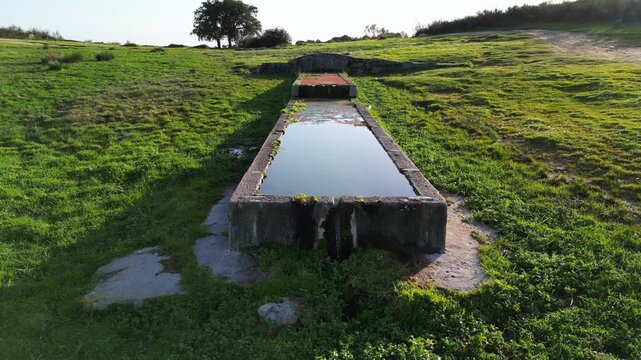 Ground level view of a rural livestock water trough with algae and flowing water in green countryside, surrounded by grass under warm evening light.