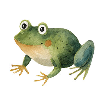 Green Frog Amphibian Closeup Portrait.