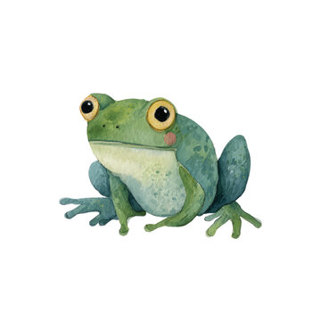 Green Frog Sitting on White Background.