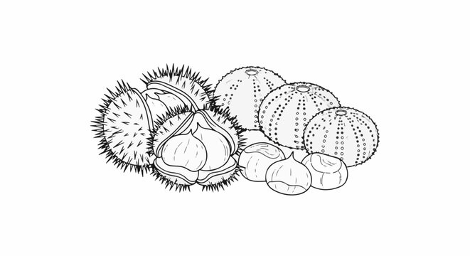 Line art illustration of spiky sea urchins and smooth sea shells in a cluster
