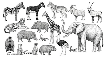 Captivating hand drawn assortment of diverse wild animals and insects in an illustrative style. © Muhammad