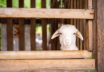 Cute lamb peeking through wooden fence in traditional farm cage, livestock breeding and animal husbandry concept, close up of young sheep face in rural stable © Amin Rois