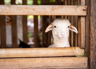 Cute lamb peeking through wooden fence in traditional farm cage, livestock breeding and animal husbandry concept, close up of young sheep face in rural stable © Amin Rois