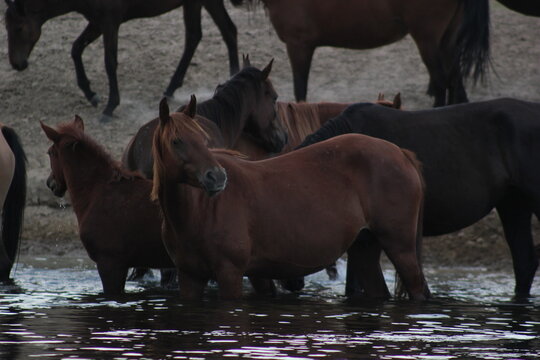 horse and foal . Kazakhstan . Balkhash region