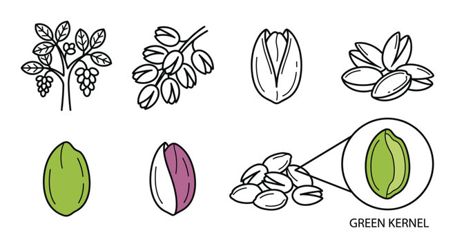 Pistachio nuts plant branches kernels and whole nut isolated on white background vector.