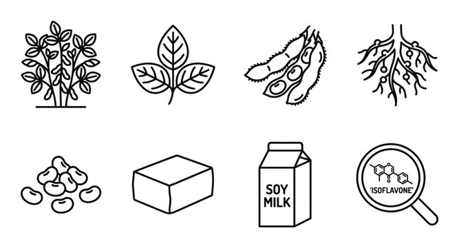 Soybean plant leaves pods roots beans tofu soy milk and isoflavone molecule vector.