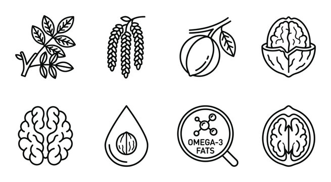 Walnut and its components omega 3 fats brain health natural food symbols.