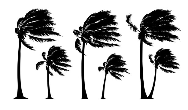 Palm tree silhouette vector wind blowing tropical beach storm illustration