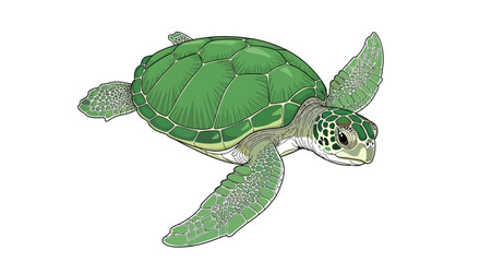 Green Sea Turtle Swimming Alone. © rohit