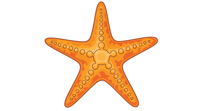 Orange starfish with yellow spots.