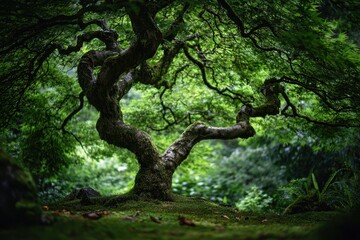 Fototapeta premium Close-up of rough bark and twisting branches reaching toward a dense green canopy