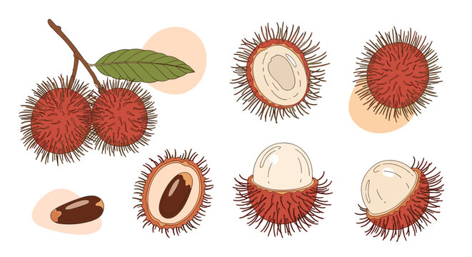 Detailed botanical illustrations of whole and halved rambutan fruit showing the hairy red skin and white translucent flesh with seeds.