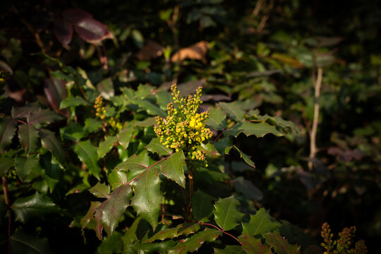 Close-up shot of Yellow Mahonia (Oregon grape) Flowers with Glossy Holly-Like Leaves