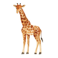 Obraz premium Giraffe Standing Alone Looking Forward.