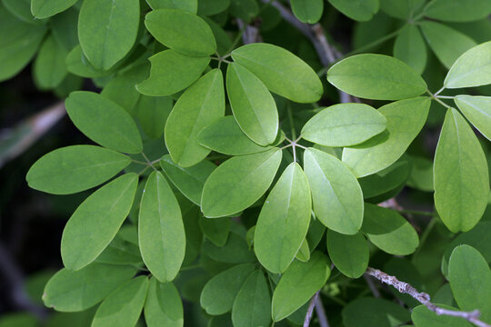 Fresh Leaves of Chocolate vine (Akebia quinata) with Dappled Light, Tohoku, Japan