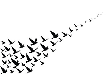 Fototapeta premium Flying birds silhouettes wallpaper pattern.