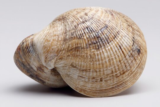Close-up of a hard clam shell on a clean white surface with natural colors