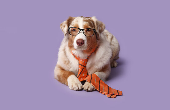 Funny Australian Shepherd dog with tie and eyeglasses lying on purple background