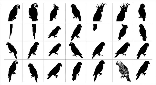 Collection of various parrot silhouettes on white background multiple poses and species