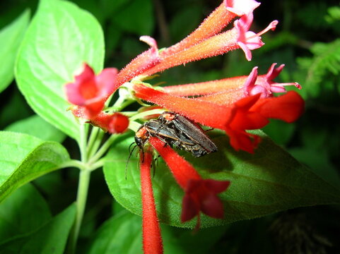 Fireflies mating on red Cestrum flowers macro