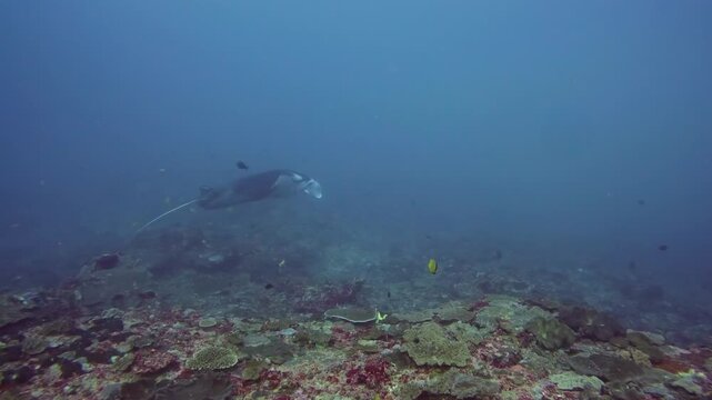 Large manta ray swimming through murky blue water above a diverse coral garden