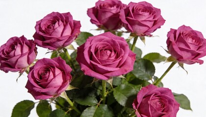Obraz premium A beautiful bouquet of deep pink roses with lush green leaves presented against a clean white background