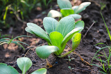 Green bok choy leaves sprout from rich brown soil in the garden © Ramadhan