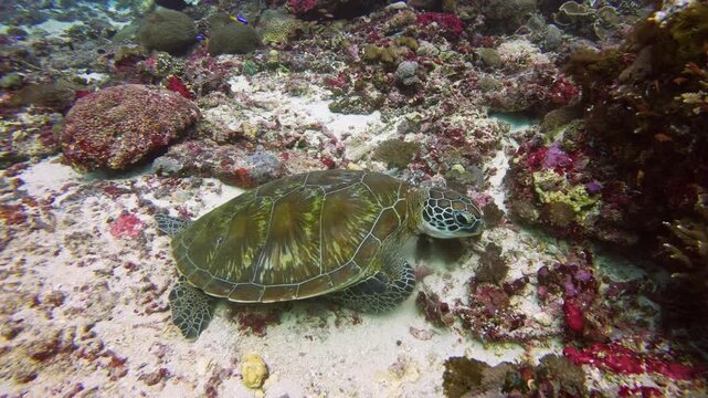Green Sea Turtle, Chelonia mydas, resting on a sandy patch of a vibrant coral reef