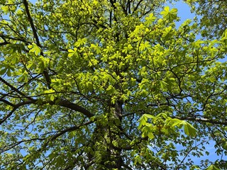 Fototapeta premium Green leaves of the chestnut tree.
