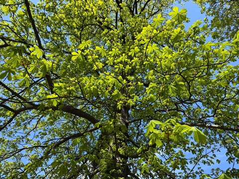 Green leaves of the chestnut tree.