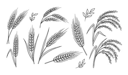 Fototapeta premium Hand drawn wheat and grain doodle icons with barley rice farm and bakery symbols vector illustration