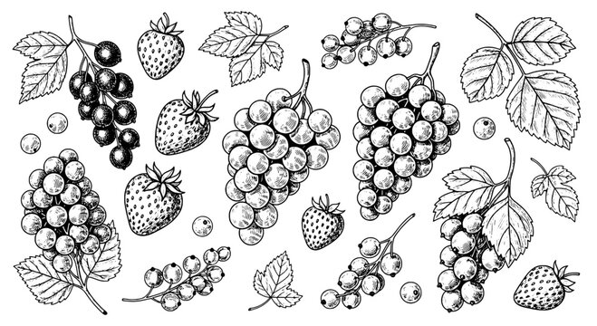 Berries hand drawn collection with strawberries and grape clusters, ink line art with scattered leaves and fruit details