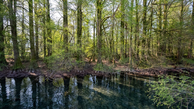 Bosco dei Tassodi di Paratico, Lago d'Iseo, Lombardia - Foresta di cipresso calvo in primavera