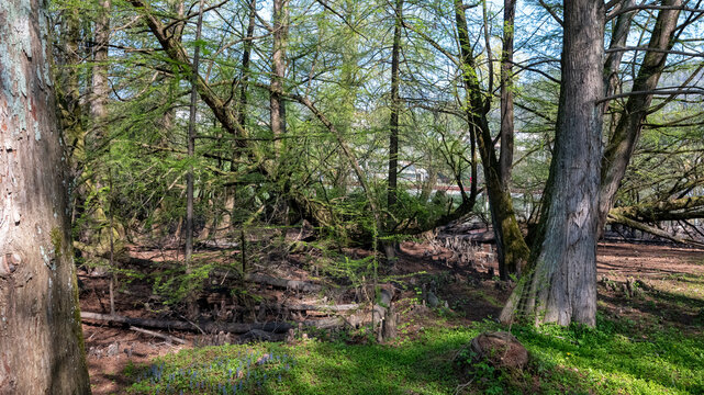 Bosco dei Tassodi di Paratico, Lago d'Iseo, Lombardia - Foresta di cipresso calvo in primavera