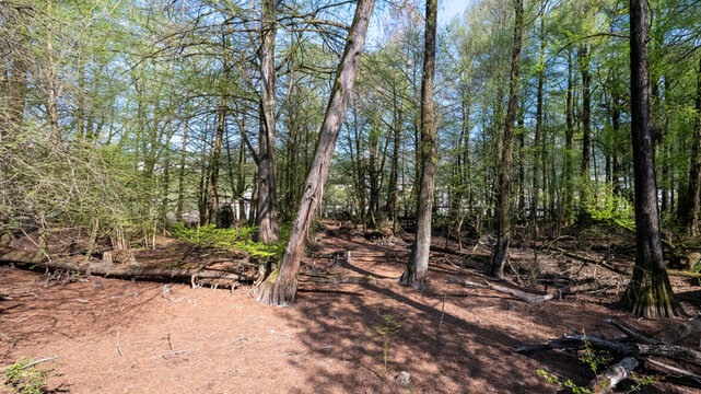 Bosco dei Tassodi di Paratico, Lago d'Iseo, Lombardia - Foresta di cipresso calvo in primavera