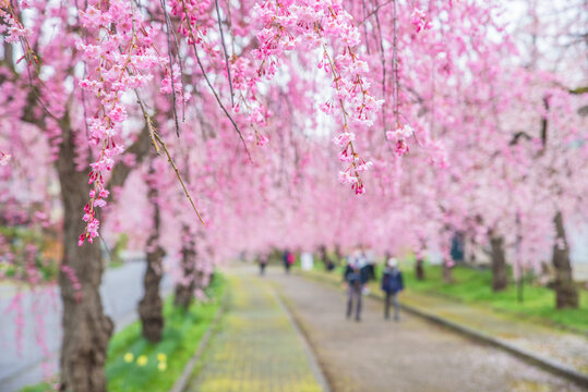 Sakura cherry blossoms in full bloom, rows of Weeping Cherry Trees along the Nichichu Line, Kitakata City, Fukushima Prefexture, Japan