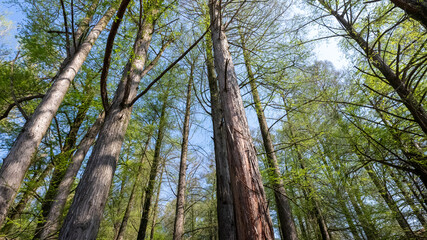 Fototapeta premium Bosco dei Tassodi di Paratico, Lago d'Iseo, Lombardia - Foresta di cipresso calvo in primavera