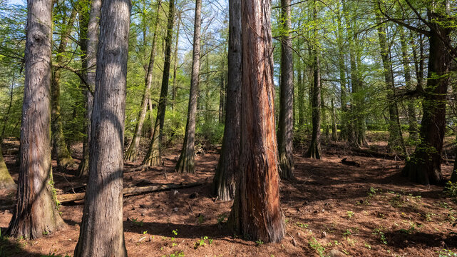 Bosco dei Tassodi di Paratico, Lago d'Iseo, Lombardia - Foresta di cipresso calvo in primavera
