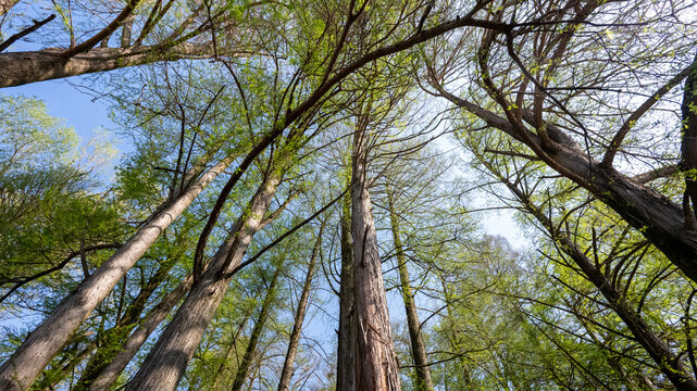 Bosco dei Tassodi di Paratico, Lago d'Iseo, Lombardia - Foresta di cipresso calvo in primavera