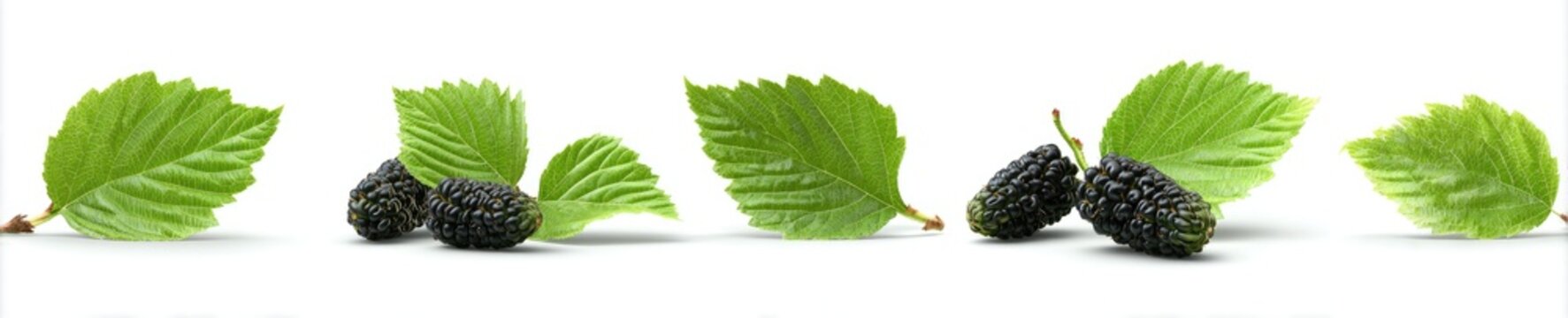 Line of dark mulberries and green leaves scattered across a bright white background