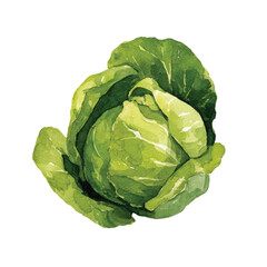 Obraz premium Fresh Green Cabbage Vegetable Closeup.