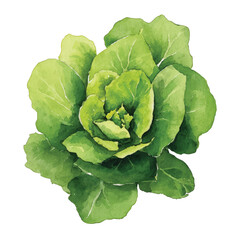 Fototapeta premium Fresh Green Lettuce Vegetable Plant.