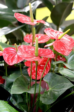 Beautiful red anthurium flowers grow in a flower pot.