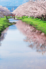 Obraz premium 春の青空の下に続く玉湯川沿いの桜並木風景