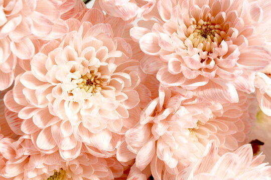 Background of fresh beautiful pink chrysanthemum flowers.