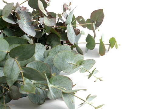A bouquet of eucalyptus branches lies on a white background.