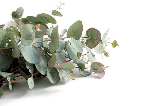 A bouquet of eucalyptus branches lies on a white background.