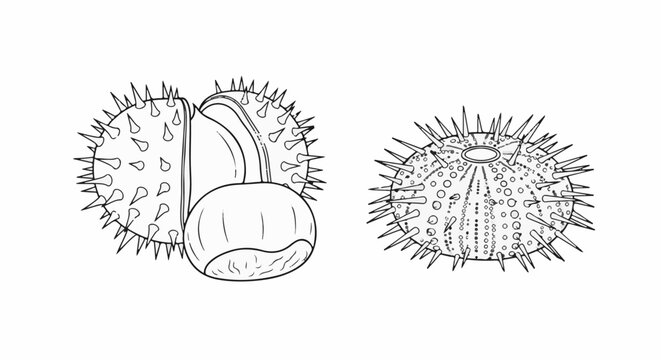 Outline drawings of two spiky, round objects, one with a shell