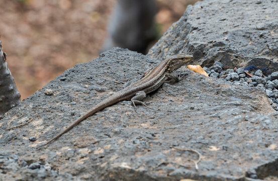 A Gallotia galloti lizard rests on volcanic rock in the Canary Islands, showcasing its textured skin and natural camouflage in the rugged landscape. Photo taken in Icod de los Vinos, Tenerife, Spain
