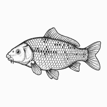 Common Carp Line and Dot Art